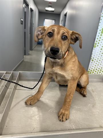 Enlarge CARLA, a Adoptable Rhodesian Ridgeback in San Martin, CA image 1/1