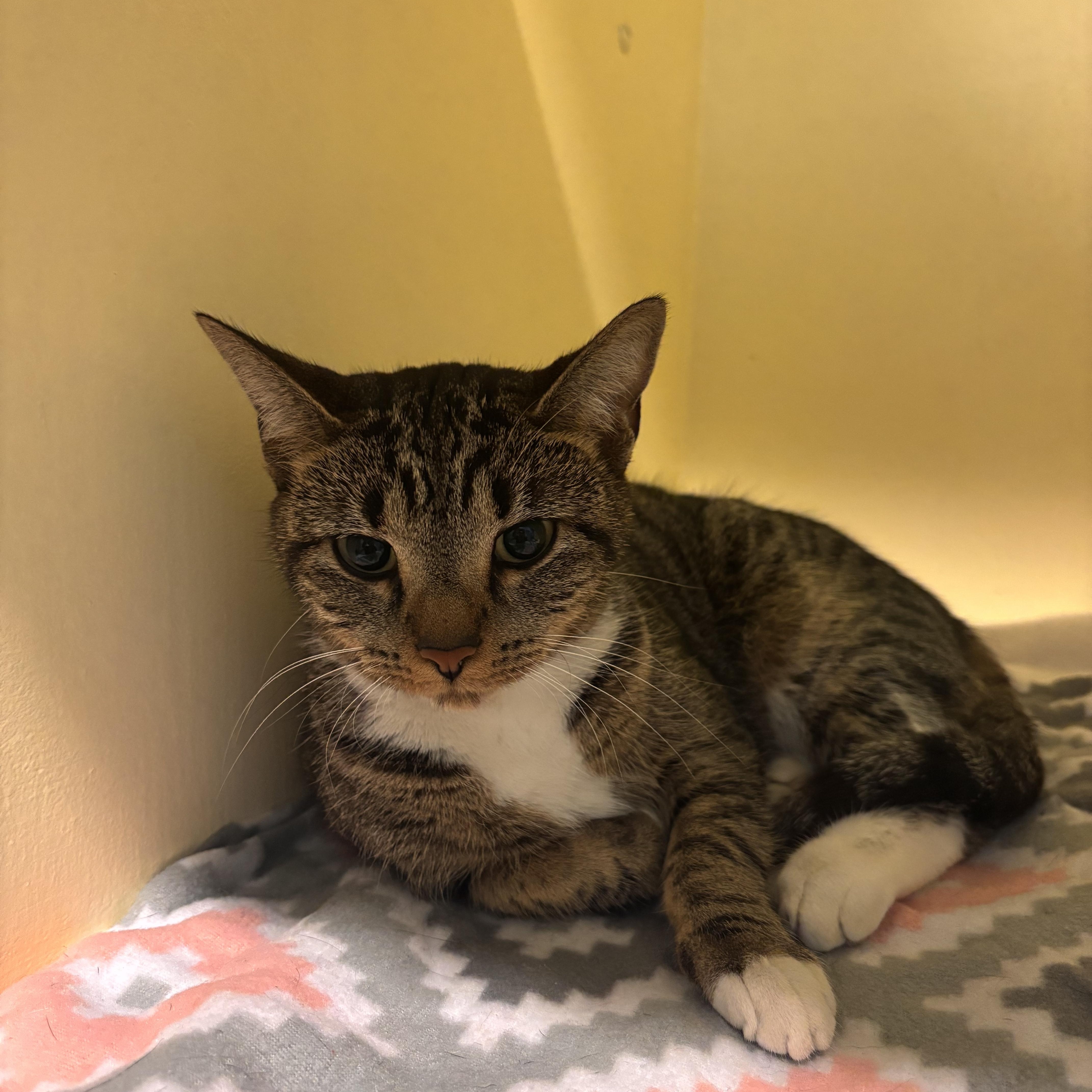 Cami (at Pounce Cafe) - Adoptable Pet | Petfinder