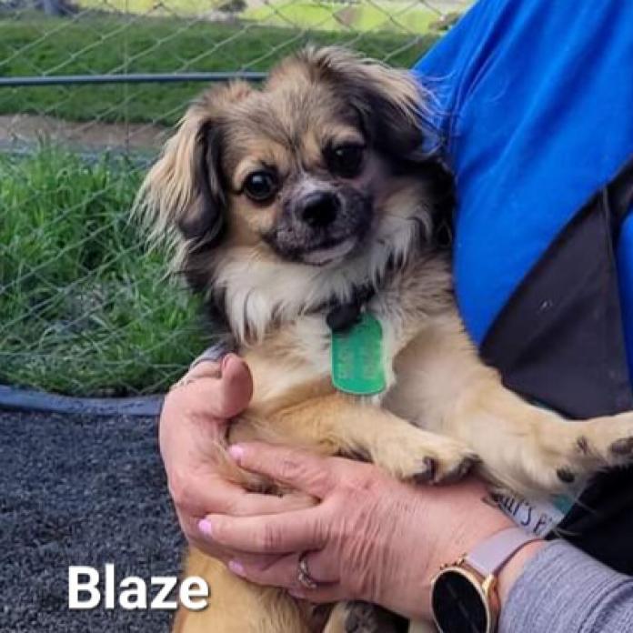 Blaze, a Adoptable mixed breed in San Pablo, CA image 3/6