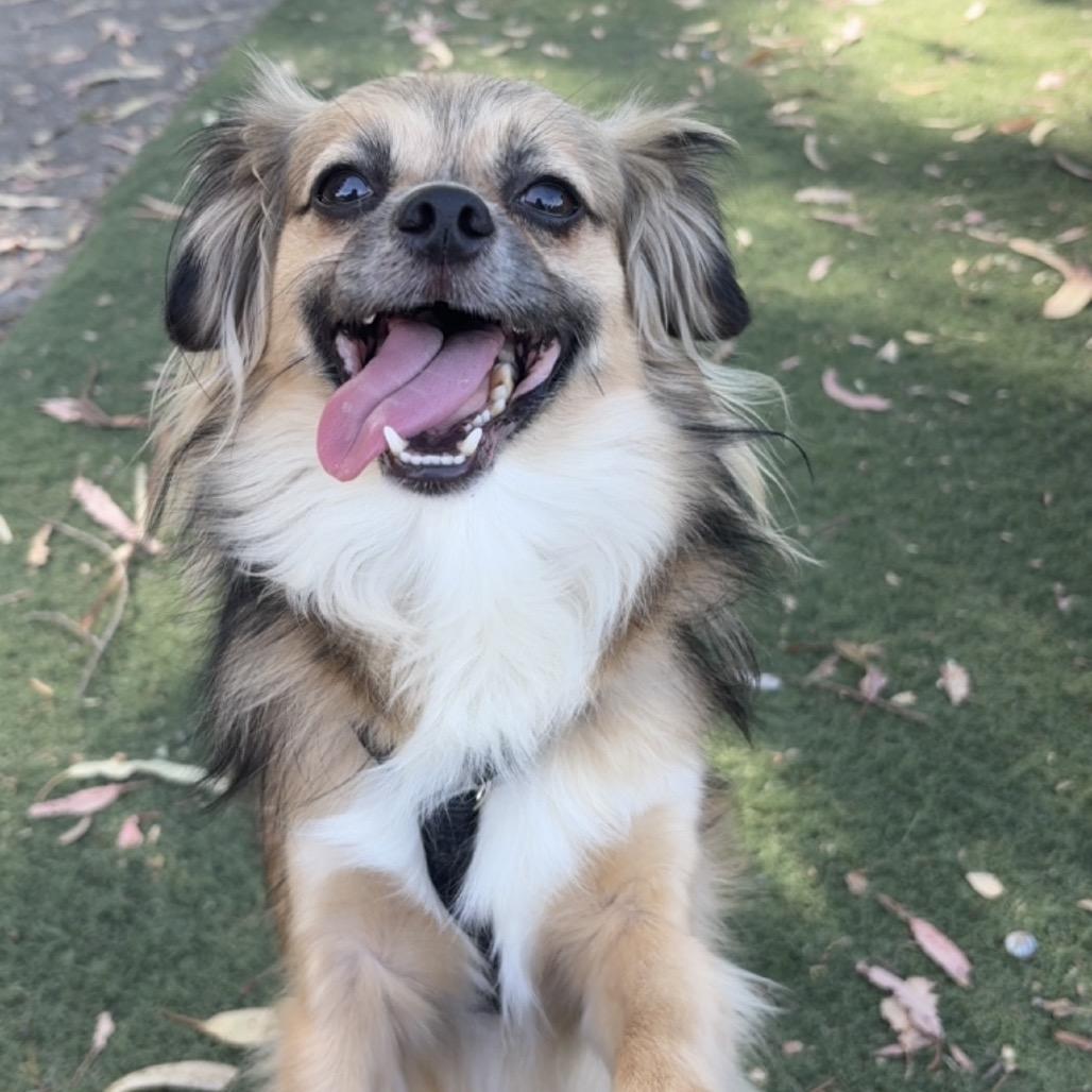 Enlarge Blaze, a Adoptable mixed breed in San Pablo, CA image 4/6