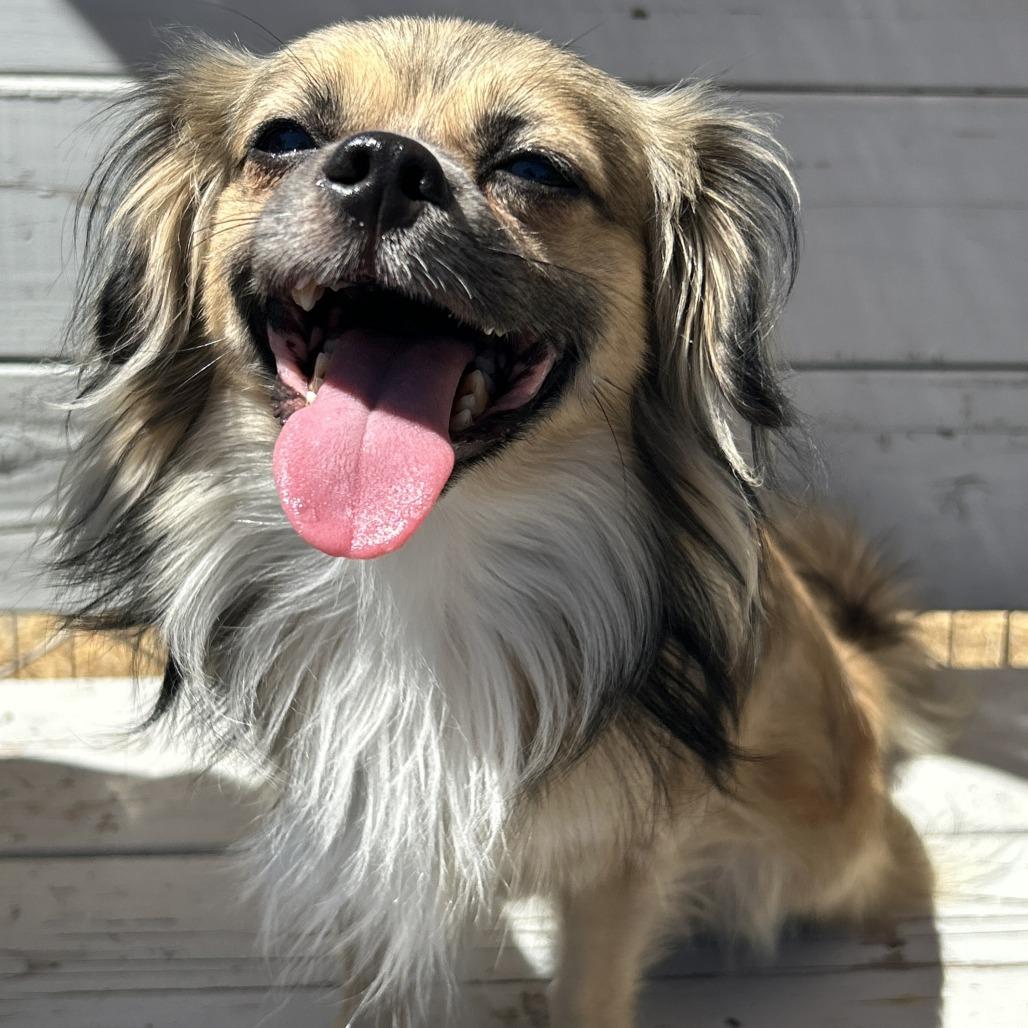 Blaze, a Adoptable mixed breed in San Pablo, CA image 6/6