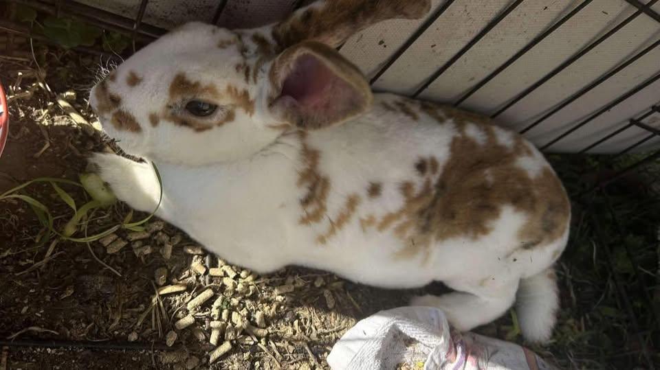 no name, adopted, Adult Female Rex.