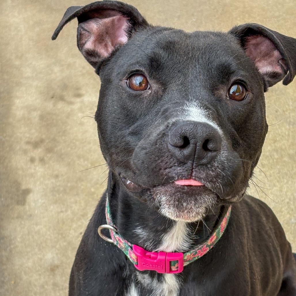 Enlarge Iris, a Adoptable Pit Bull Terrier in Norman, OK image 1/6