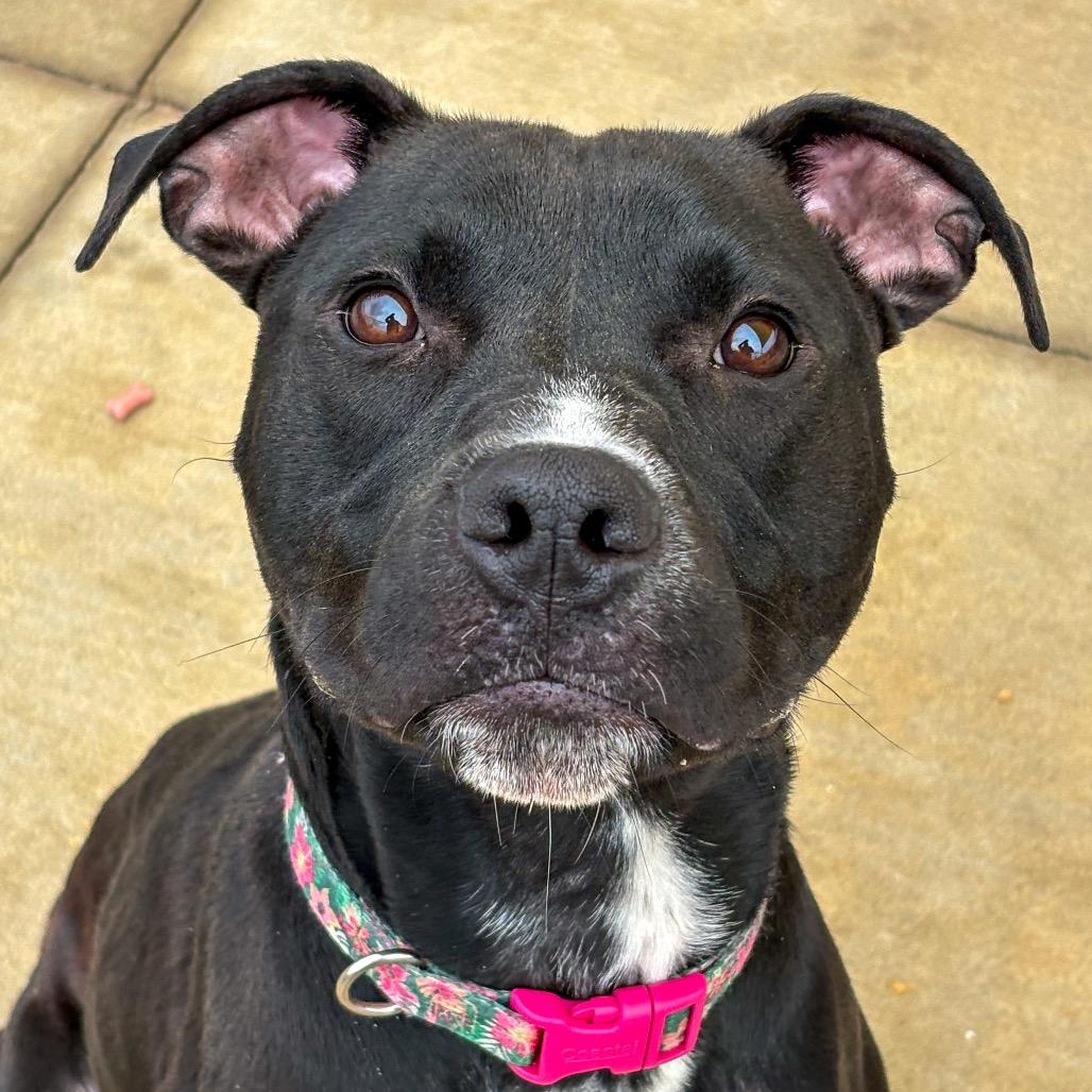 Enlarge Iris, a Adoptable Pit Bull Terrier in Norman, OK image 3/6