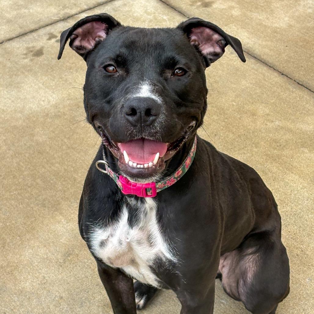 Enlarge Iris, a Adoptable Pit Bull Terrier in Norman, OK image 4/6