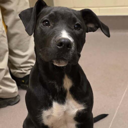 Enlarge Iris, a Adoptable Pit Bull Terrier in Norman, OK image 5/6