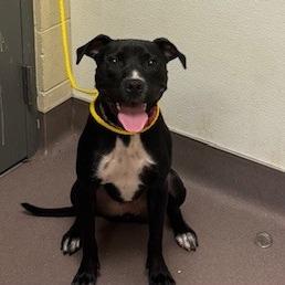 Enlarge Iris, a Adoptable Pit Bull Terrier in Norman, OK image 6/6