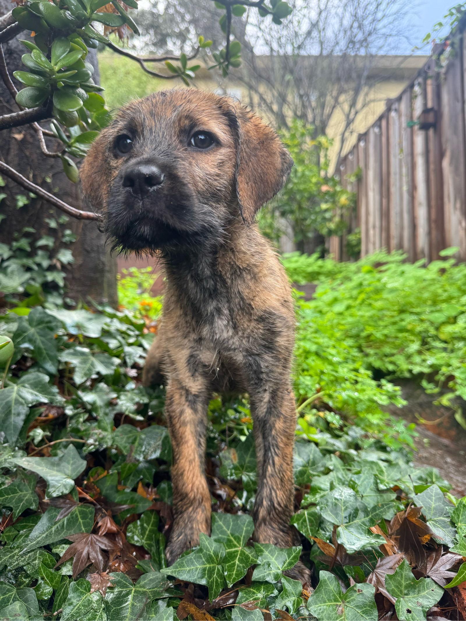 Enlarge Frank, a Adoptable mixed breed in Sunnyvale, CA image 1/1