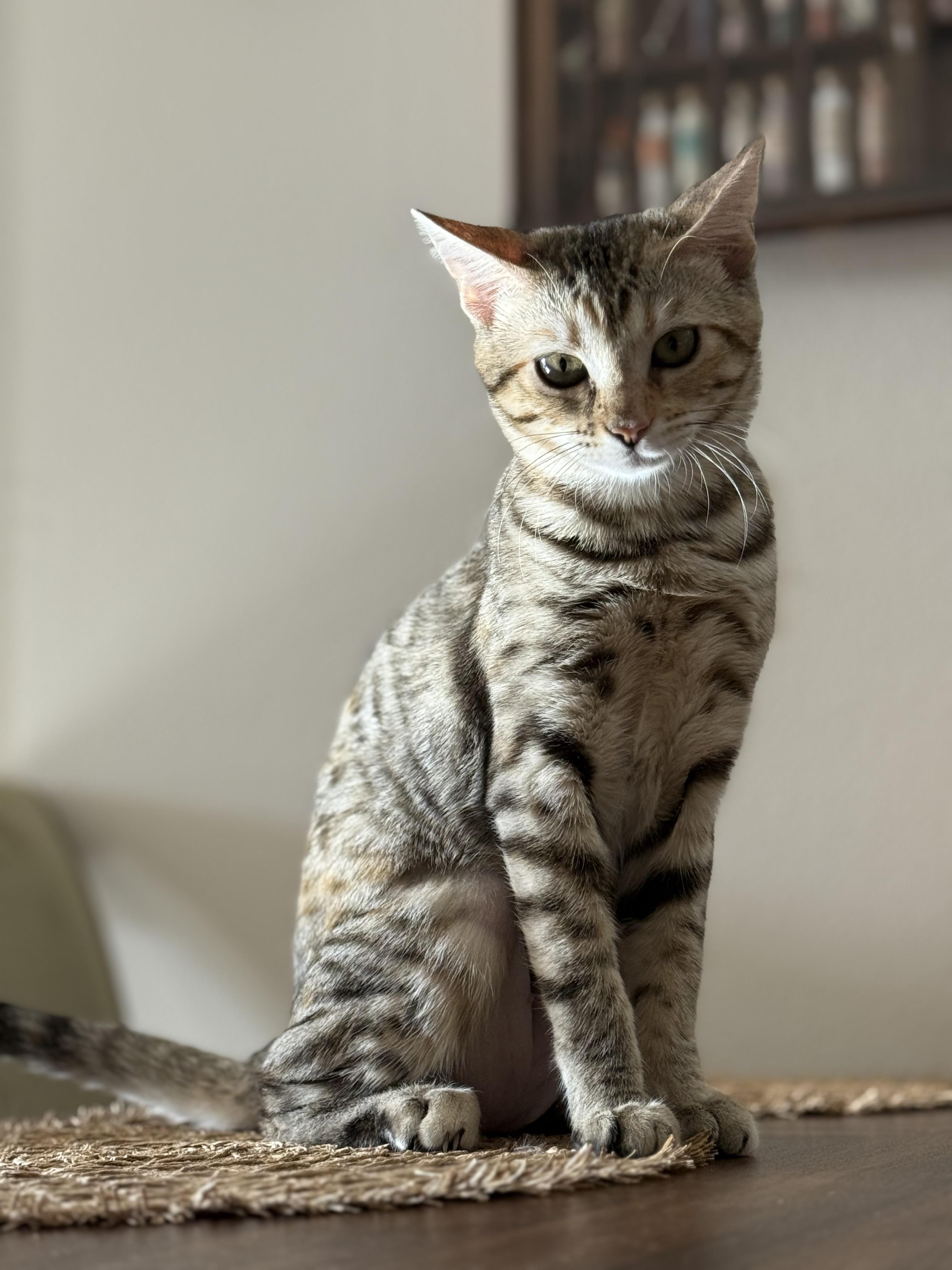 Enlarge Anne Bonny, a ADOPTABLE Tabby in Los Angeles, CA image 1/1