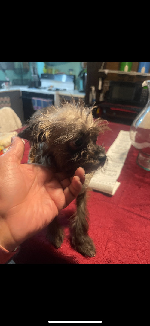 Rosie , a Adopted mixed breed in Hamden, CT image 1/4