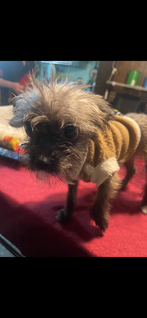 Rosie , a Adopted mixed breed in Hamden, CT image 2/4