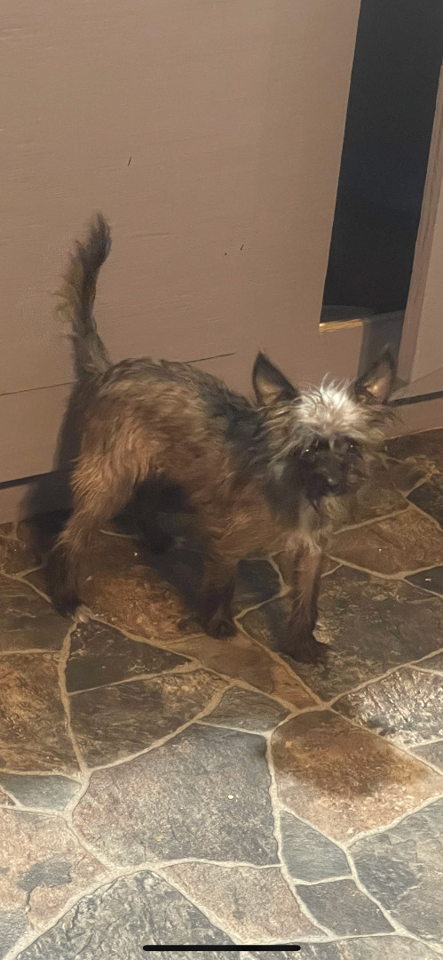 Rosie , a Adopted mixed breed in Hamden, CT image 3/4