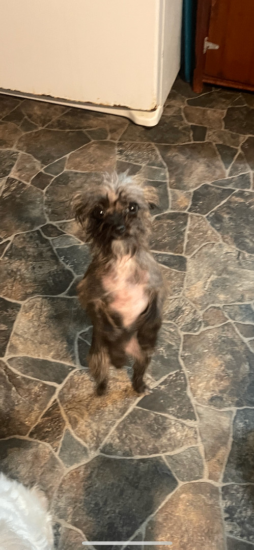 Rosie , a Adopted mixed breed in Hamden, CT image 4/4