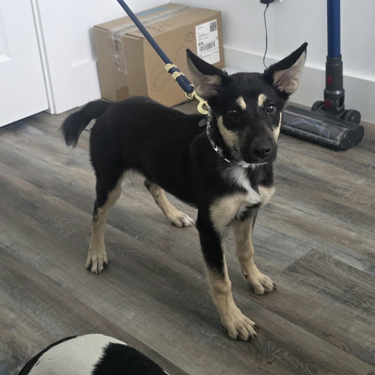 Enlarge Sage, a Adoptable mixed breed in Burlington , VT image 3/6