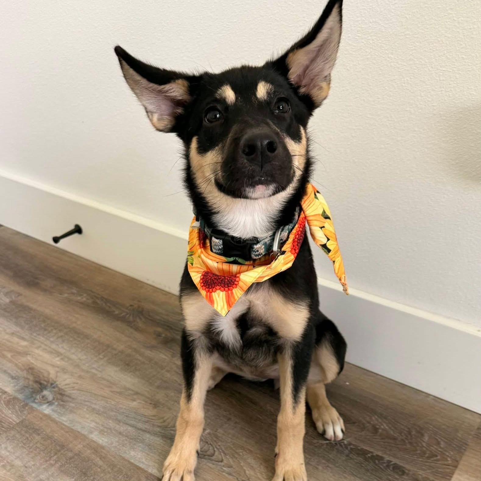Enlarge Sage, a Adoptable mixed breed in Burlington , VT image 1/6