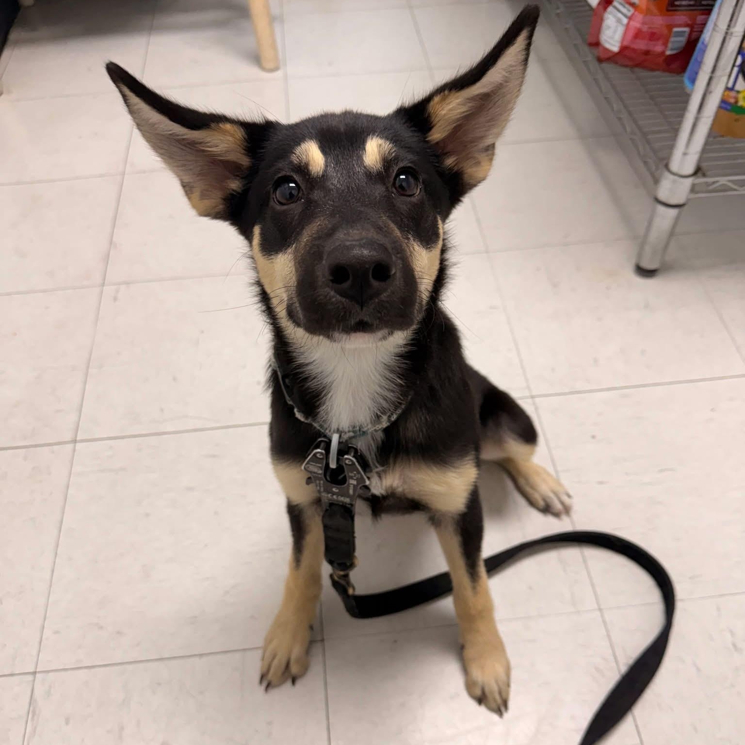 Enlarge Sage, a Adoptable mixed breed in Burlington , VT image 5/6