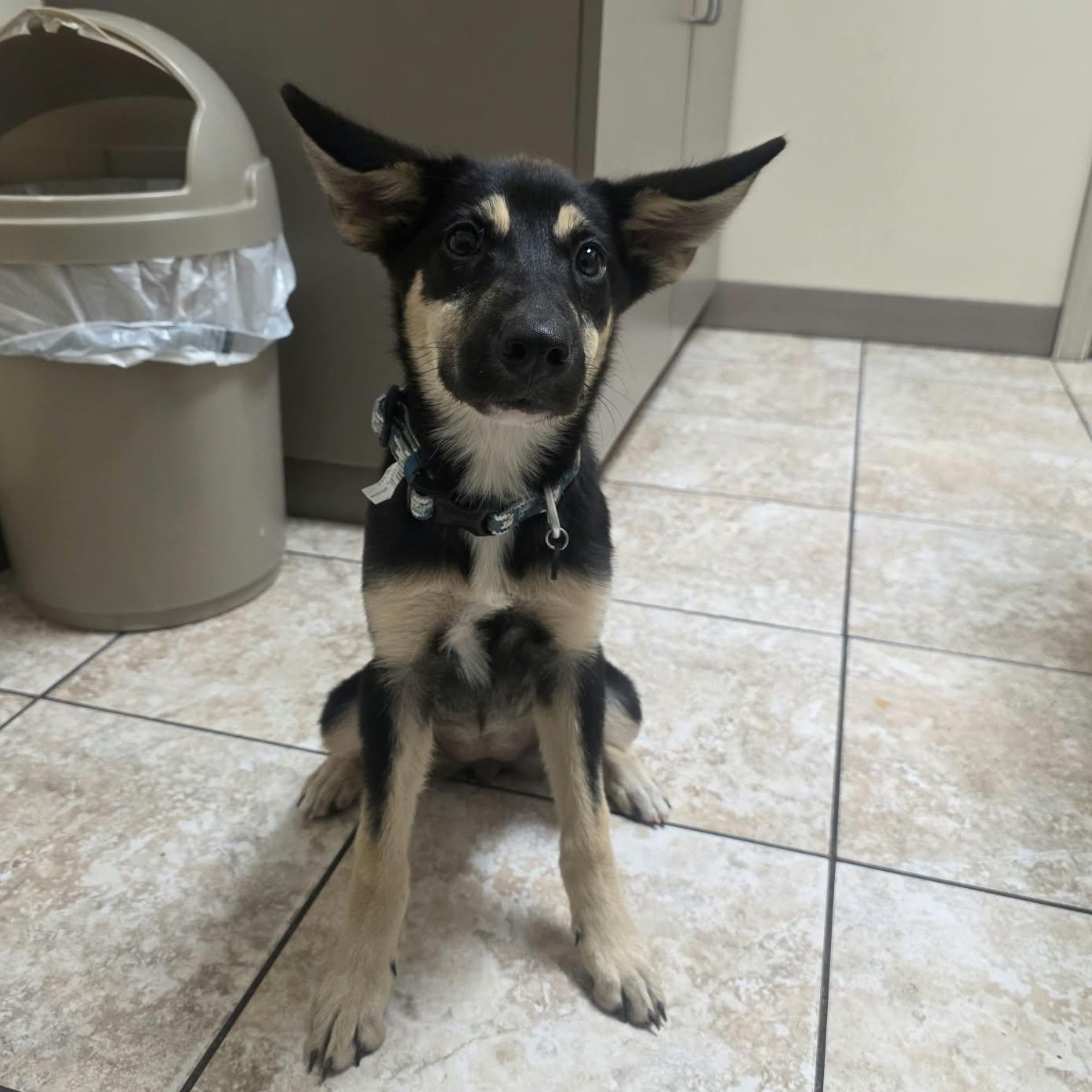 Enlarge Sage, a Adoptable mixed breed in Burlington , VT image 4/6