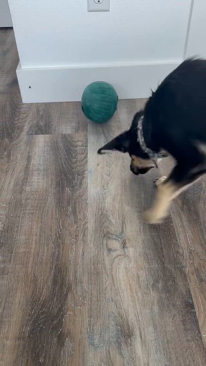 Enlarge Sage, a Adoptable mixed breed in Burlington , VT video 6/6