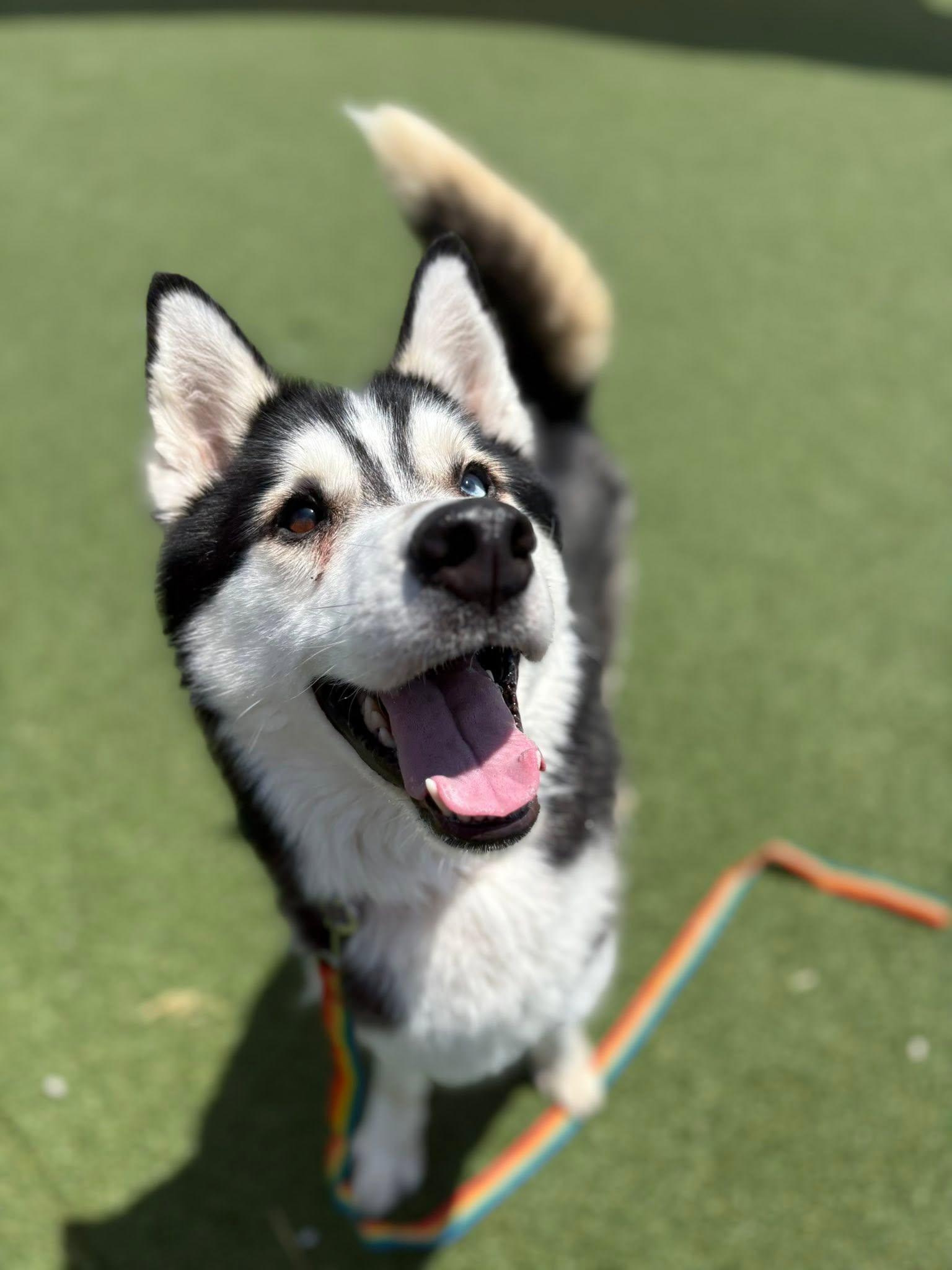 Enlarge Livingston, an adopted mixed breed in Cleveland, OH image 4/5