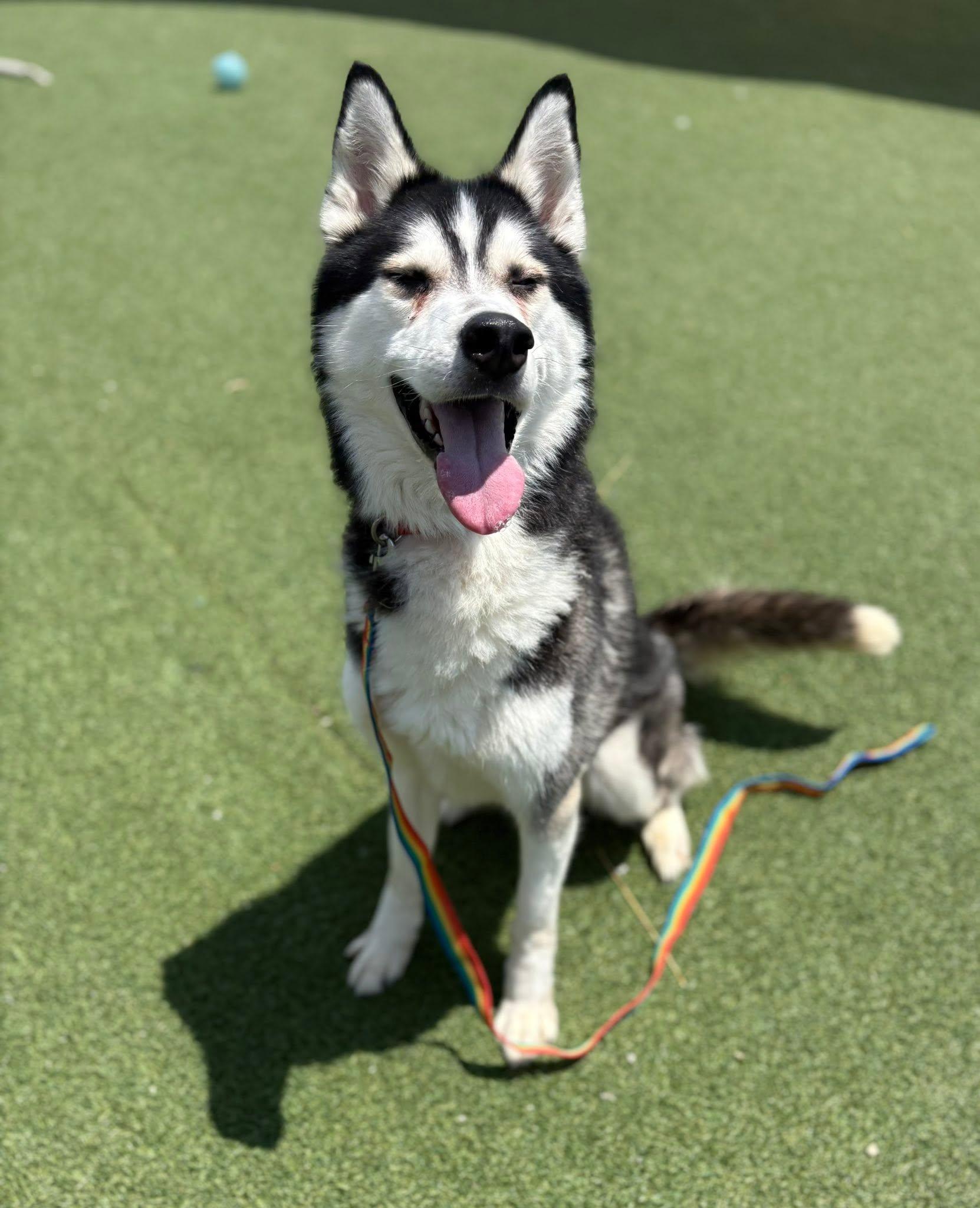 Enlarge Livingston, an adopted mixed breed in Cleveland, OH image 3/5
