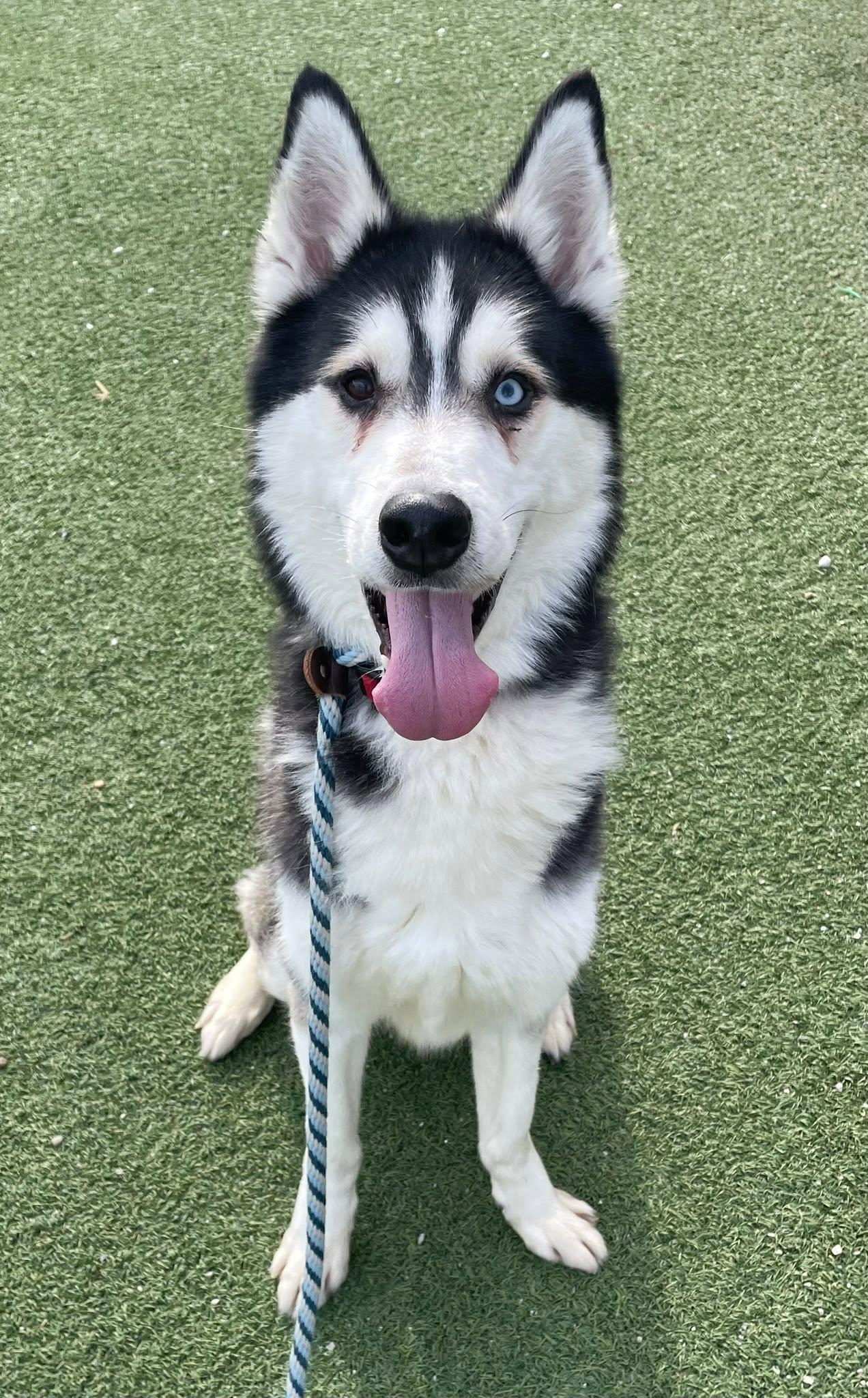 Enlarge Livingston, an adopted mixed breed in Cleveland, OH image 2/5