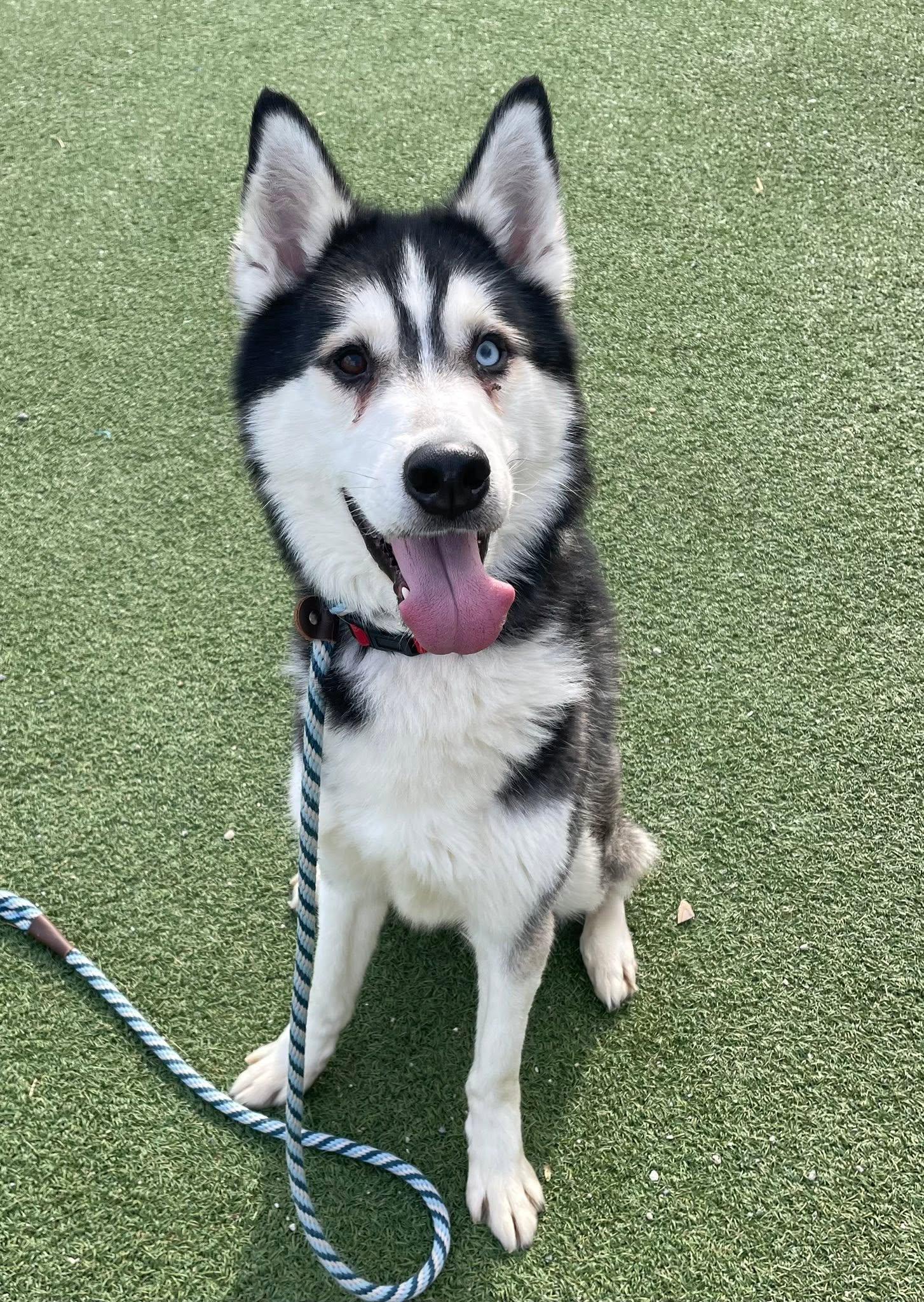 Livingston, adopted, Young Male Siberian Husky.