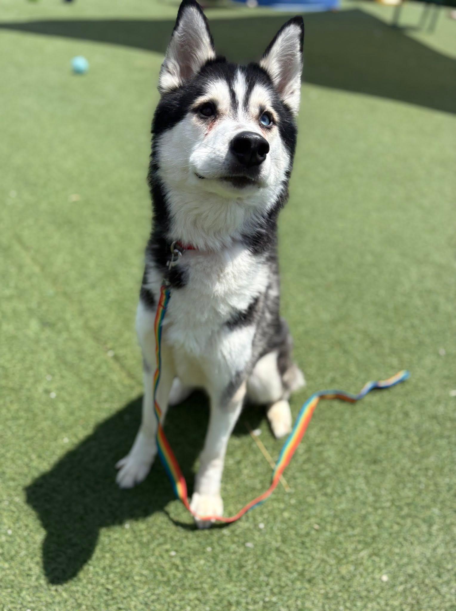 Enlarge Livingston, an adopted mixed breed in Cleveland, OH image 5/5
