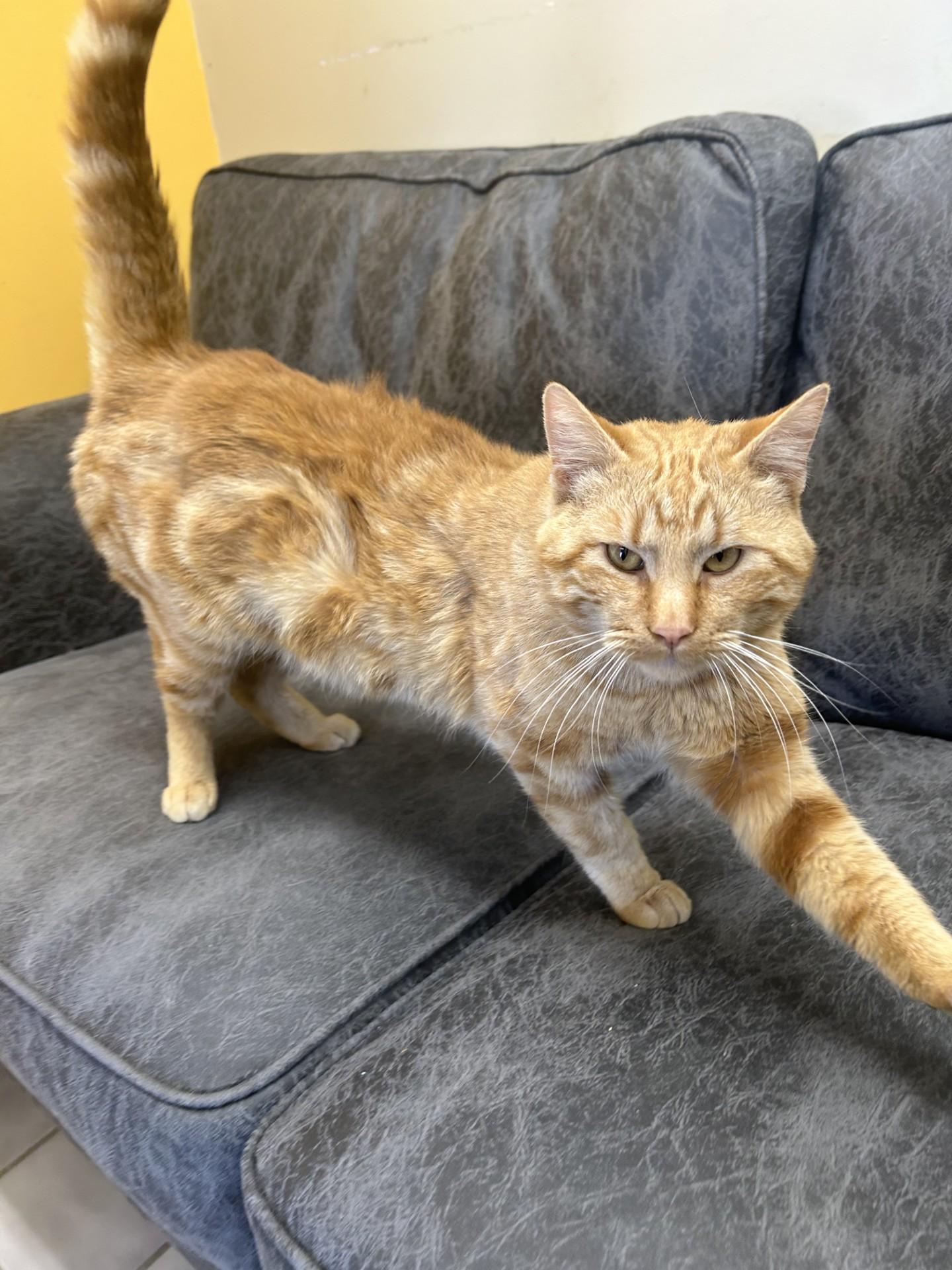 MELVIN, an adopted Domestic Short Hair in North Kansas City, MO image 2/3