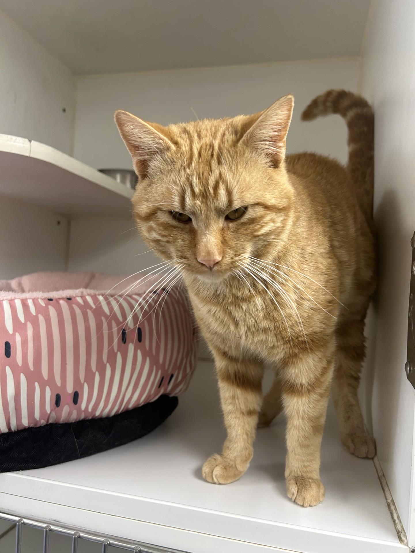 MELVIN, an adopted Domestic Short Hair in North Kansas City, MO image 1/3