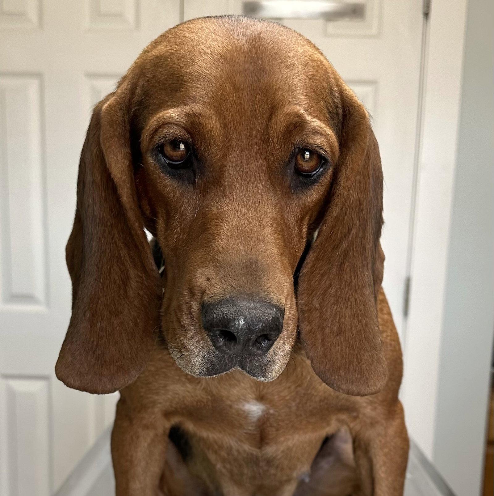 Marigold Cereal, Adoptable, Adult Female Basset Hound.