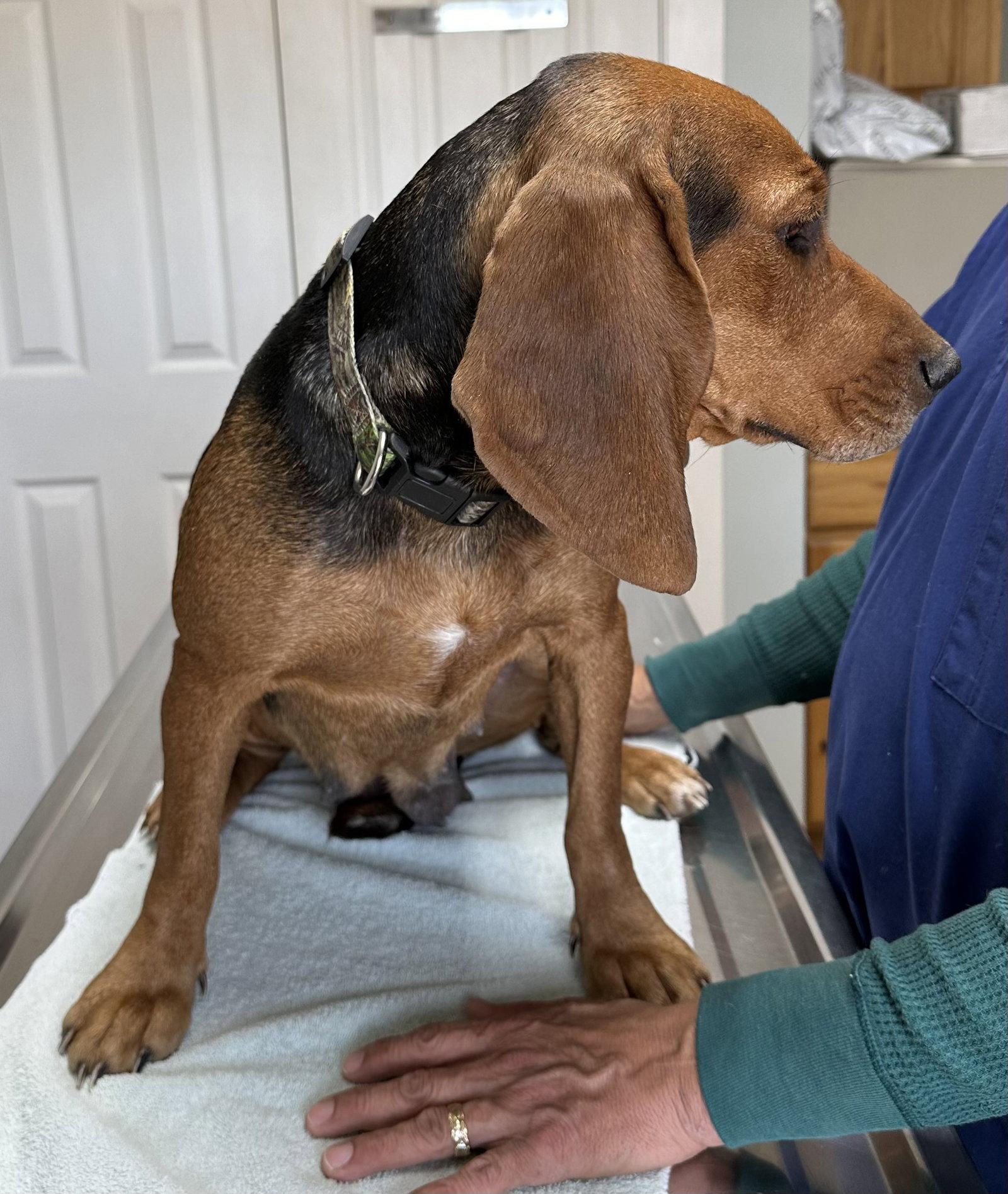 Enlarge Marigold Cereal, a Adoptable Basset Hound in Wakefield, RI image 2/2