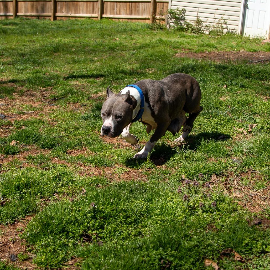 Jelesa, Adoptable, Adult Female Mixed Breed.