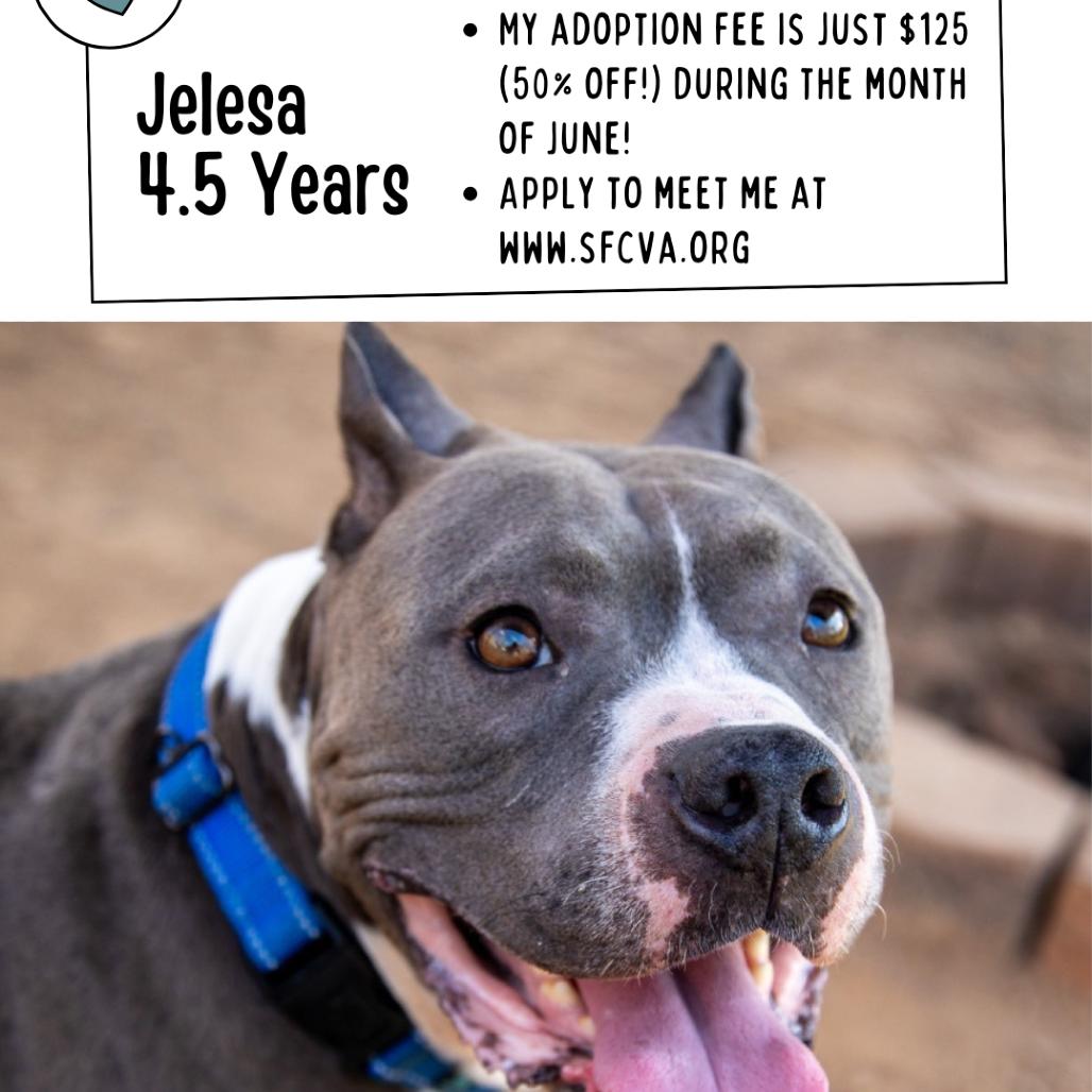 Jelesa, a Adoptable Mixed Breed in Fredericksburg, VA image 2/6