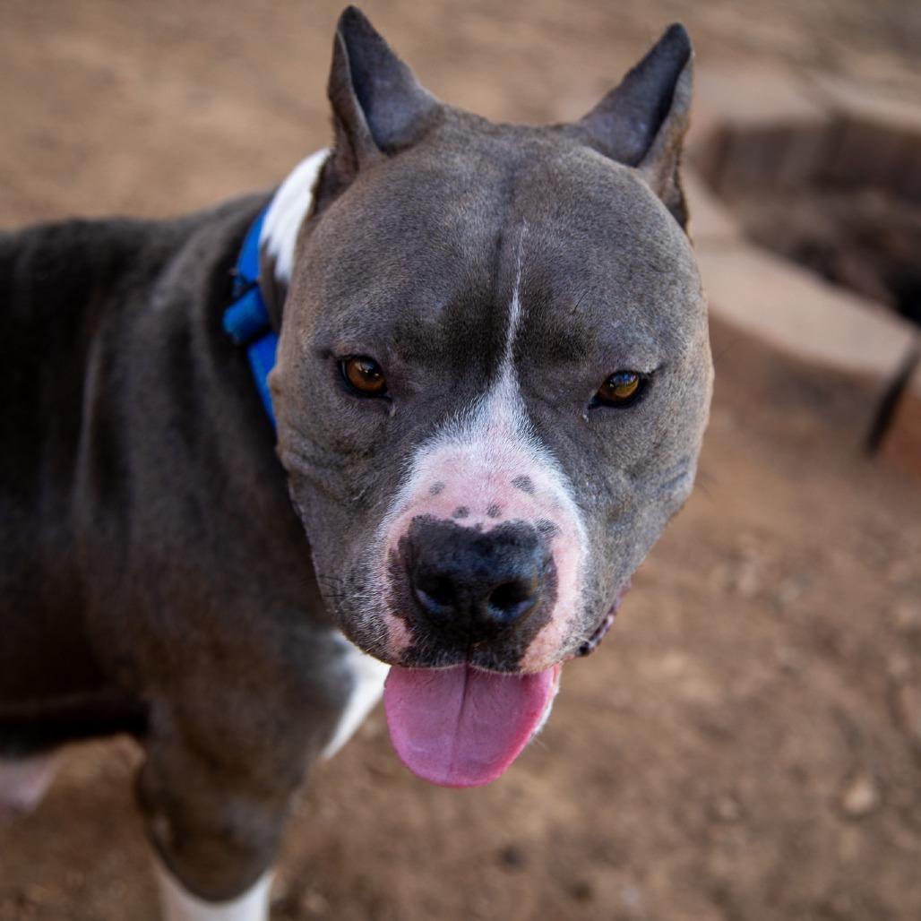 Jelesa, Adoptable, Adult Female Mixed Breed.