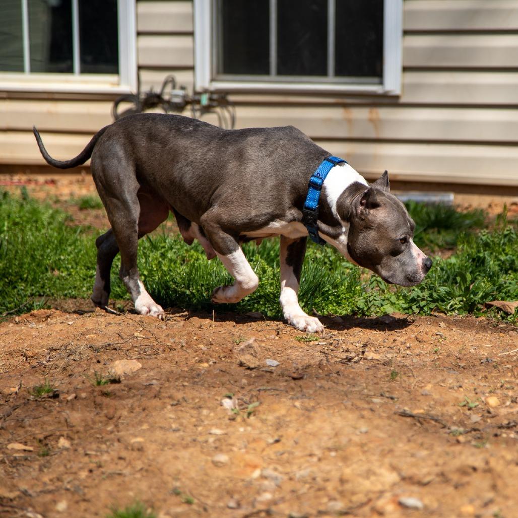 Jelesa, a Adoptable Mixed Breed in Fredericksburg, VA image 3/6