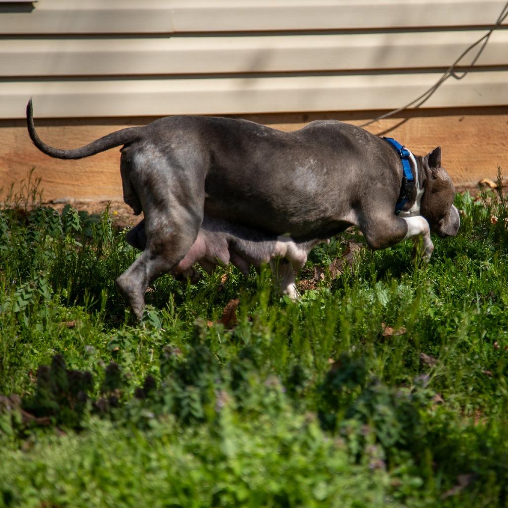 Jelesa, a Adoptable Mixed Breed in Fredericksburg, VA image 4/6