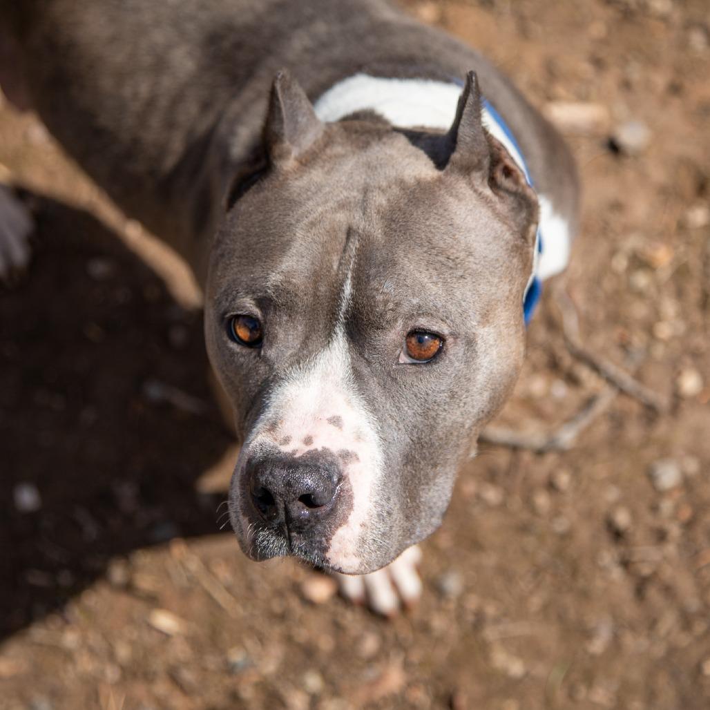 Jelesa, a Adoptable Mixed Breed in Fredericksburg, VA image 5/6