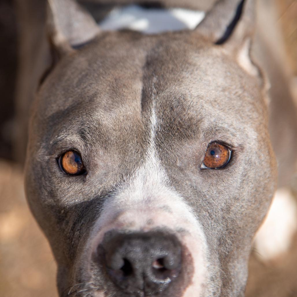 Jelesa, a Adoptable Mixed Breed in Fredericksburg, VA image 6/6