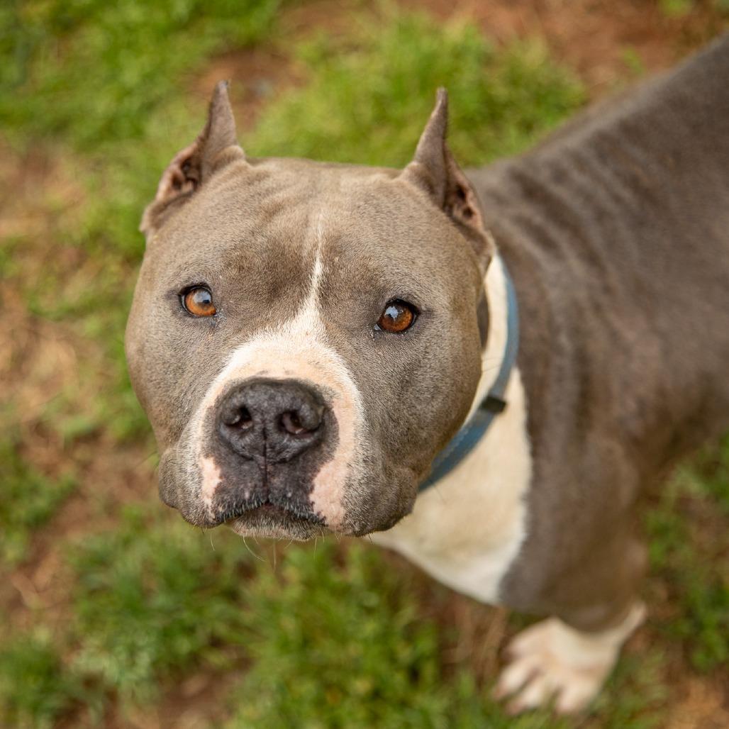 Enlarge Jelesa, a Adoptable Mixed Breed in Fredericksburg, VA image 6/6