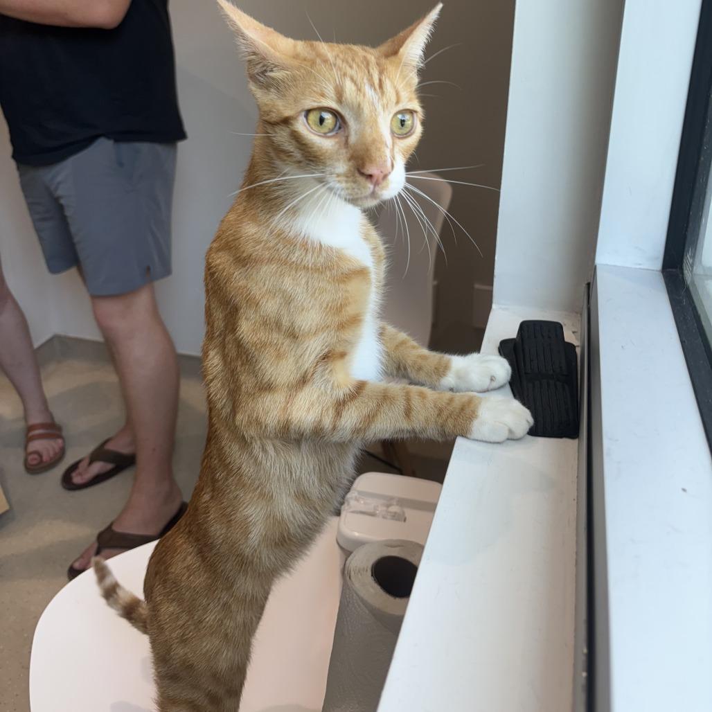 Enlarge Creamsicle, a Adoptable Domestic Short Hair in Jupiter, FL image 1/6