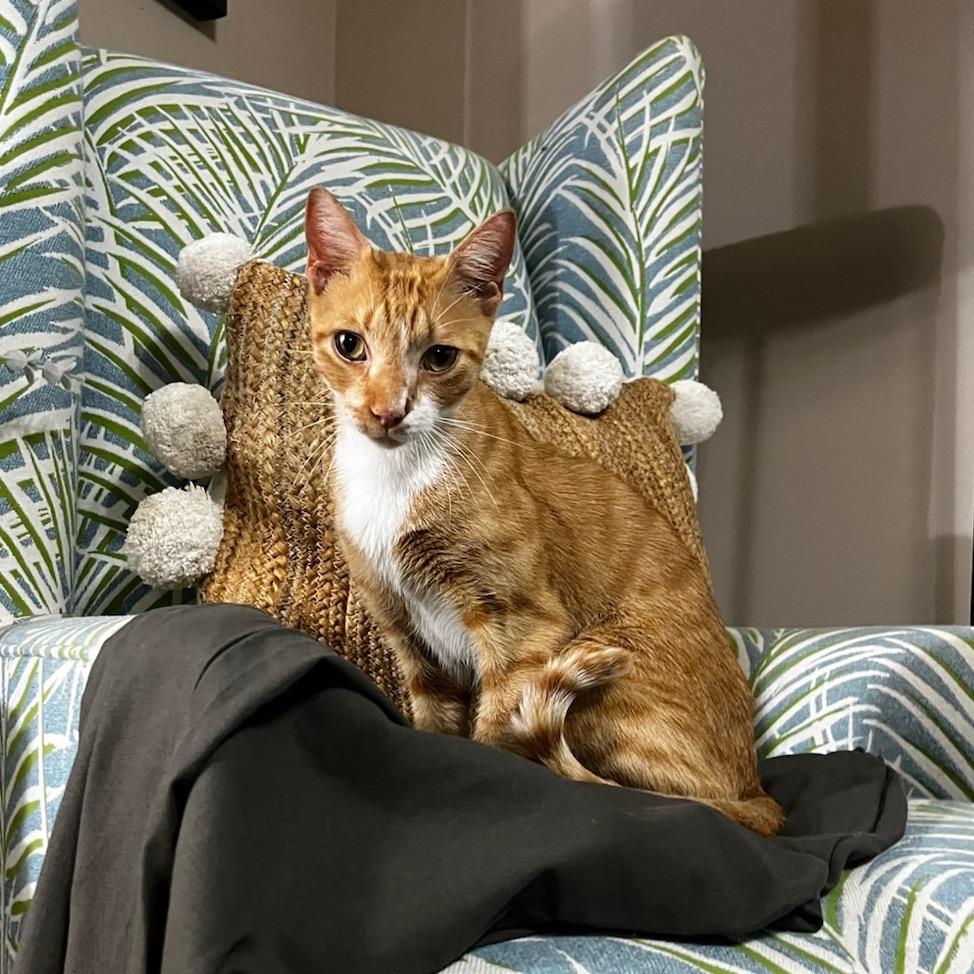 Enlarge Creamsicle, a Adoptable Domestic Short Hair in Jupiter, FL image 2/6