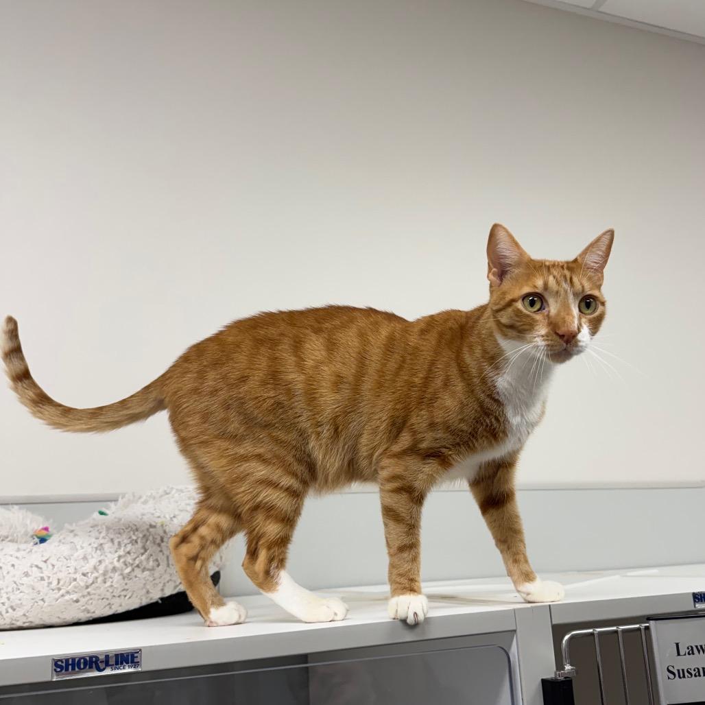 Enlarge Creamsicle, a Adoptable Domestic Short Hair in Jupiter, FL image 3/6