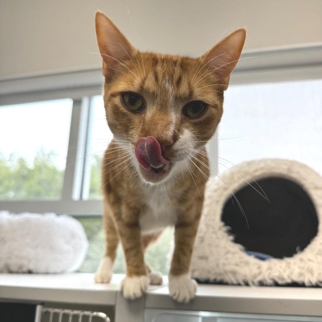 Enlarge Creamsicle, a Adoptable Domestic Short Hair in Jupiter, FL image 4/6