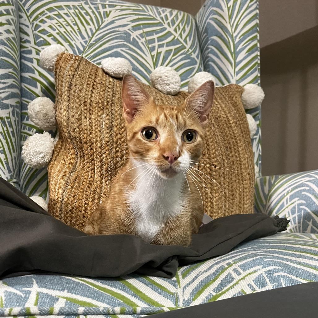 Enlarge Creamsicle, a Adoptable Domestic Short Hair in Jupiter, FL image 5/6