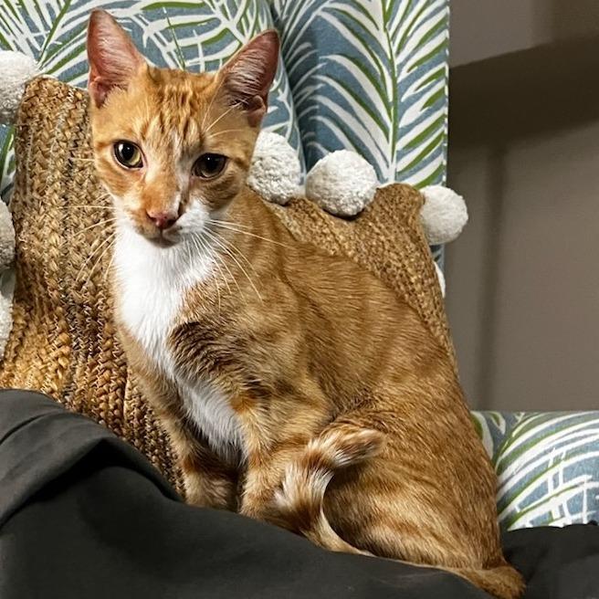 Enlarge Creamsicle, a Adoptable Domestic Short Hair in Jupiter, FL image 6/6