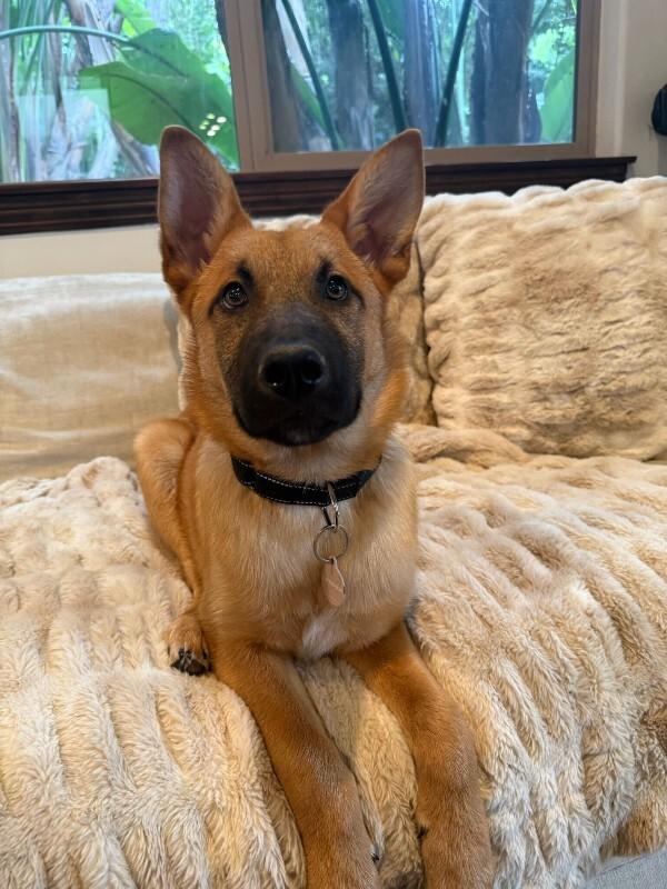 Enlarge Biscuit, a Adoptable German Shepherd Dog in Manhattan Beach, CA image 1/6