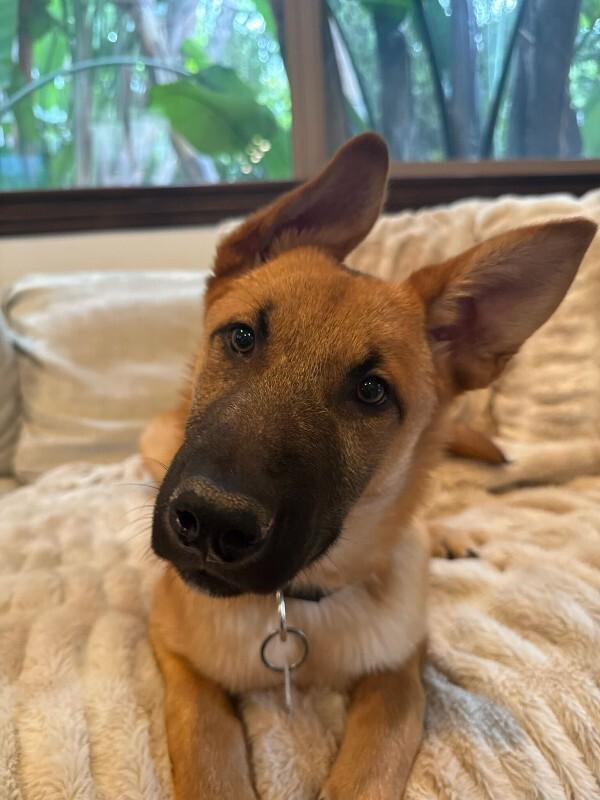 Enlarge Biscuit, a Adoptable German Shepherd Dog in Manhattan Beach, CA image 2/6