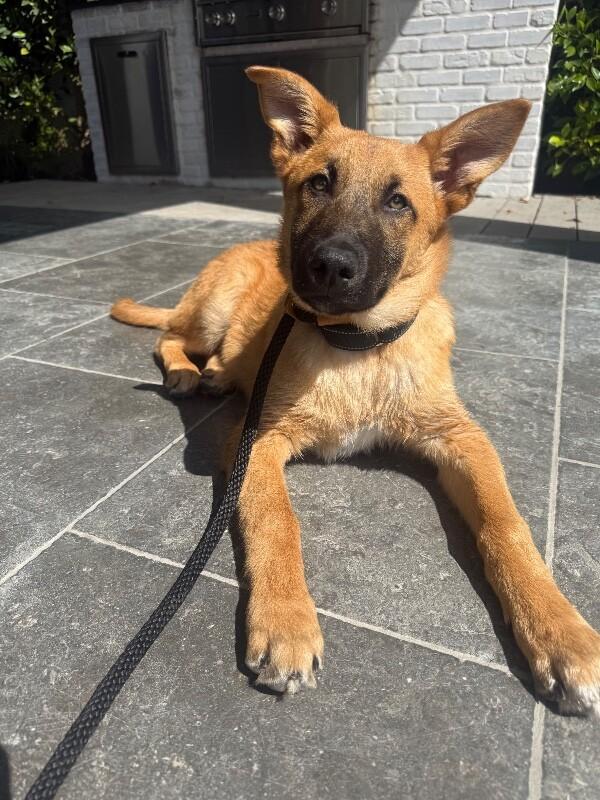 Enlarge Biscuit, a Adoptable German Shepherd Dog in Manhattan Beach, CA image 3/6