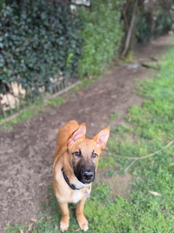 Enlarge Biscuit, a Adoptable German Shepherd Dog in Manhattan Beach, CA image 4/6