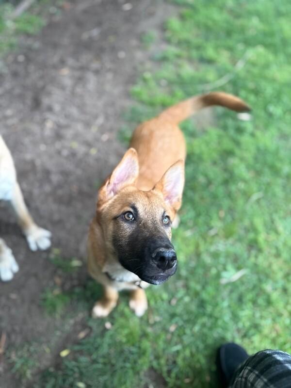 Enlarge Biscuit, a Adoptable German Shepherd Dog in Manhattan Beach, CA image 5/6